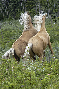 two brown horses thumbnail