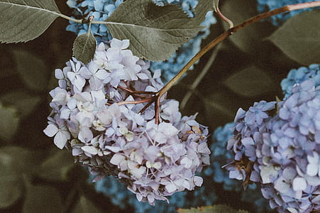 white and blue flowers thumbnail