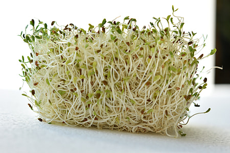 close-up photography of green vegetable thumbnail