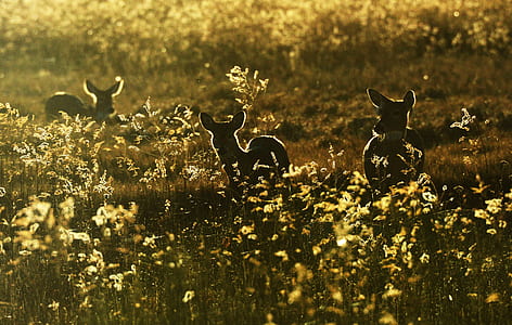 deer on plants thumbnail