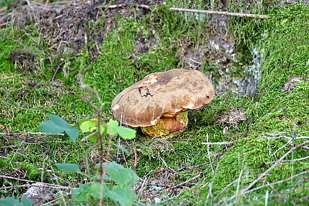 brown mushroom thumbnail