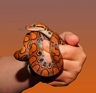 person holding an orange snake thumbnail