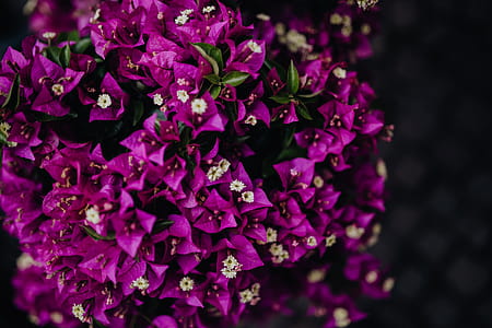 Flower shop in Castelfranco Veneto, Italy thumbnail