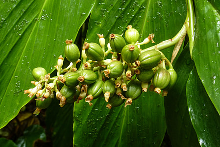 round green fruits thumbnail