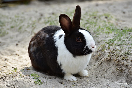 macro shot of black and white rabbit thumbnail