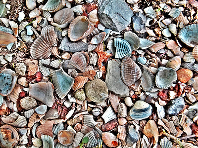 assorted seashell lot thumbnail