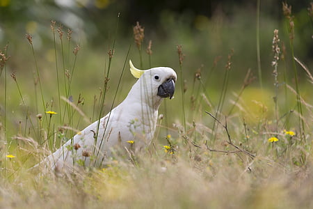 white and yellow bird on green grass field thumbnail