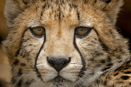 brown leopard thumbnail