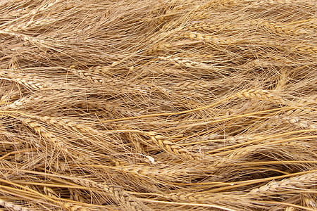 wheat grass thumbnail