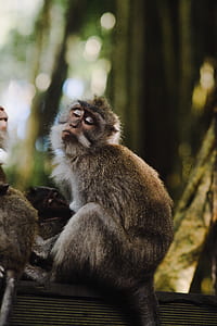 shallow focus photography of brown monkeys during daytime thumbnail