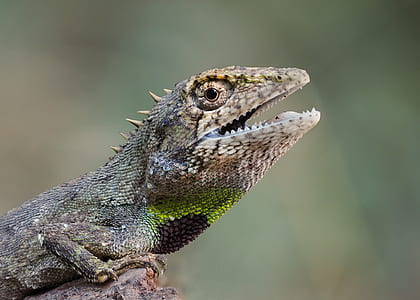 gray reptile thumbnail