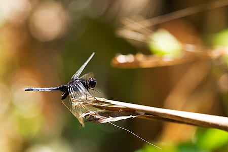 dragonfly during daytime thumbnail