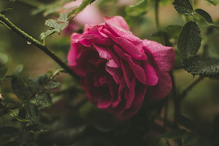 Selective Focus Photography of Pink Rose Flower thumbnail
