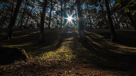 silhouette photography of trees thumbnail