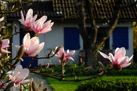 pink petaled plant photography thumbnail