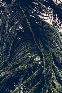 nature, branches, plant, blur thumbnail