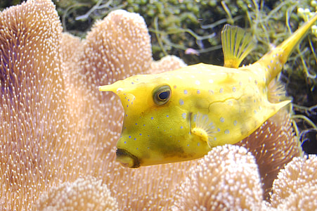 yellow fish thumbnail