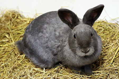 gray rabbit on brown hay thumbnail