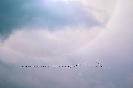 birds flying near clouds thumbnail