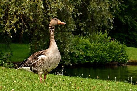 brown and black duck on green grass field thumbnail