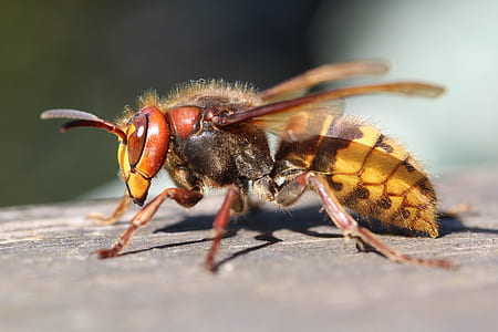 macro photography of hornet insect thumbnail