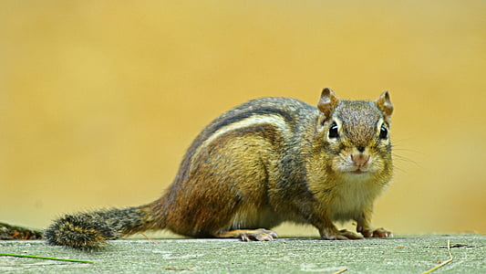 brown squirrel photography thumbnail