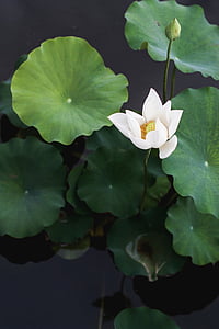 close-up photo of white petaled flower in calm body of water thumbnail