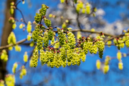 green leafed tree during daytime thumbnail