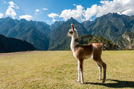 llama standing on grass field thumbnail