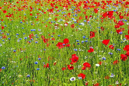 red and blue petaled flower plantation thumbnail