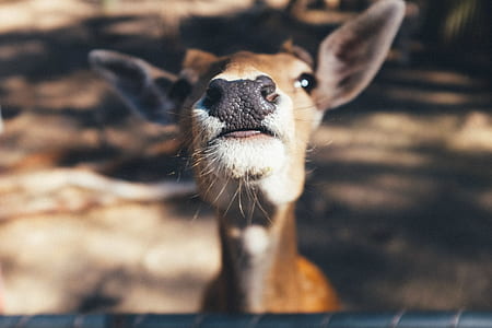 animal, cute, deer, wild thumbnail