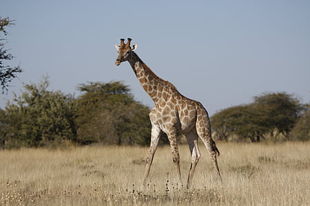 giraffe during daytime thumbnail