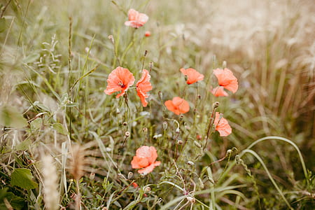 closeup photo of orange petaled flowers thumbnail