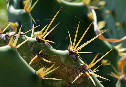 selective focus photography of green cactus thumbnail