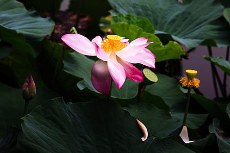 selective focus photography of pink lotus flower thumbnail