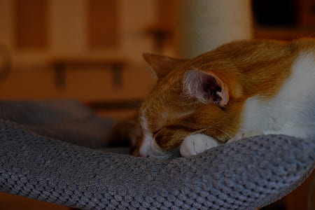animal, blur, fur, cat thumbnail