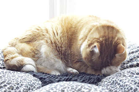 orange tabby cat on gray textile thumbnail