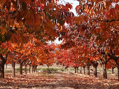 Autumn Leaves, Leaves Of Persimmons thumbnail