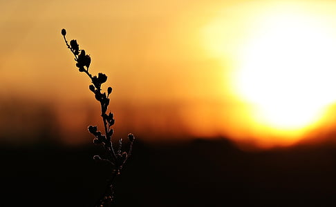 silhouette of plant under golden time thumbnail