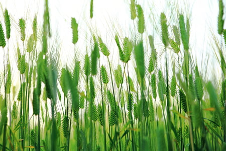 green wheat closeup photo thumbnail