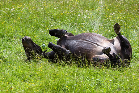 black cow lying on grass thumbnail