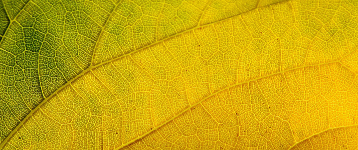 macro photography of green and yellow leaf thumbnail