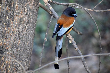 brown and black bird perched on tree branch thumbnail