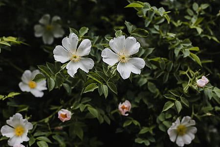 photo of white petaled flower plant thumbnail