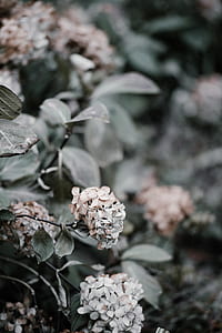 selective focus photography of pink hydrangea flower thumbnail