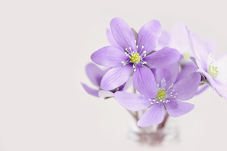 purple petaled flowers with white background thumbnail