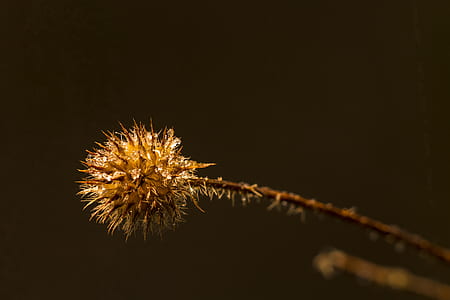 brown flower in shallow focus photography thumbnail