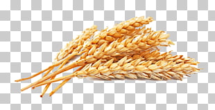 Atta flour Whole-wheat flour Cereal Seed, Golden wheat, sun-dried wheat PNG clipart