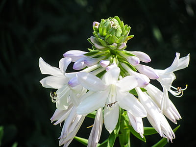 selective focus photography of white petaled flowers thumbnail