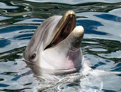 dolphin in body of water thumbnail